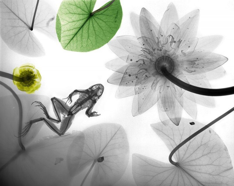 Arie van t Riet - Frog Water Lily