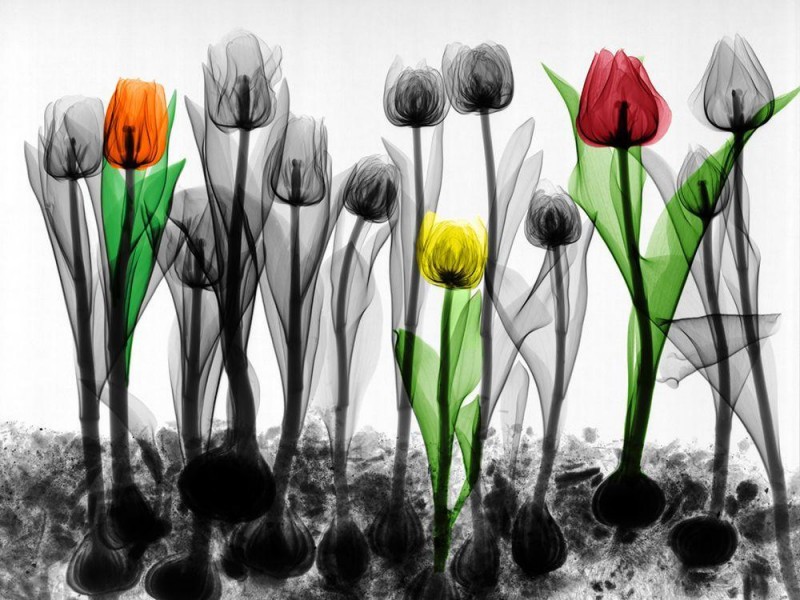 Arie van t Riet - Field of Tulips