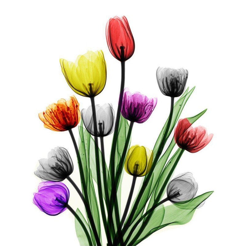 Arie van t Riet - Bouquet of eleven Tulips